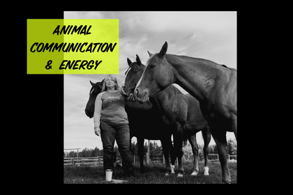 Animal Communication