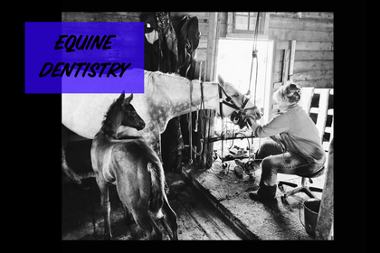 EQUINE DENTISTRY