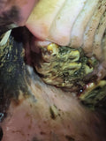 Mastering the Equine Mouth -equine dentistry series