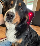 Pet Nutrition & Cleanses with Alignment Series