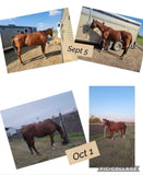 Equine Nutrition and Cleanses