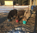 Equine Nutrition and Cleanses