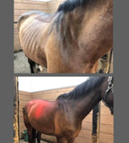 Intro -Nutrients To Die For-Equine