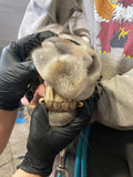 Mastering the Equine Mouth -equine dentistry series