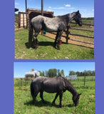 Intro -Nutrients To Die For-Equine