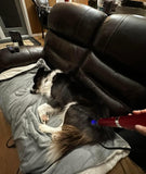 Pet Nutrition & Cleanses with Alignment Series