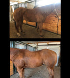 Equine Nutrition and Cleanses