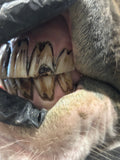 Mastering the Equine Mouth -equine dentistry series