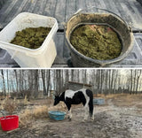 Equine Nutrition and Cleanses