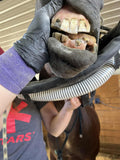 Mastering the Equine Mouth -equine dentistry series