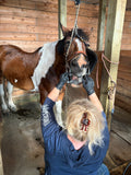 Mastering the Equine Mouth -equine dentistry series