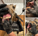Mastering the Equine Mouth -equine dentistry series
