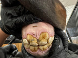 Mastering the Equine Mouth -equine dentistry series
