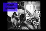 Equine Dentistry