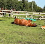 Equine Ozone and pet !