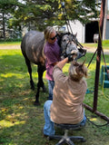 Equine Dentistry