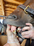Equine Dentistry