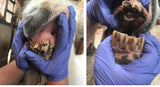 Equine Dentistry