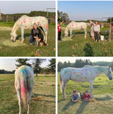 Animal Communication & Energy Work